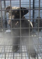 Shelter Stray Male Dog last seen , 2811 SE 29th St, Oklahoma City, OK 73129, USA