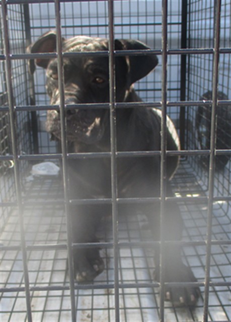 Shelter Stray Male Dog last seen , 2811 SE 29th St, Oklahoma City, OK 73129, USA