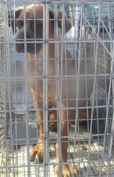 Shelter Stray Female Dog last seen , 2811 SE 29th St, Oklahoma City, OK 73129, USA