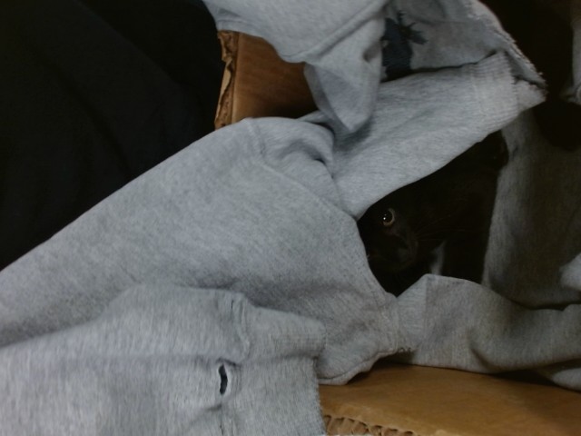 Shelter Stray Unknown Cat last seen Near BLOCK NW 25TH ST, 2811 SE 29th St, Oklahoma City, OK 73129, USA