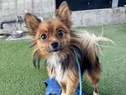 Shelter Stray Female Dog last seen , 11361 W Pico Blvd, Los Angeles, CA 90064, USA