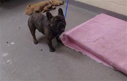 Shelter Stray Male Dog last seen Near BLOCK W BAYAUD AVE, DENVER CO 80223, 1241 W Bayaud Ave, Denver, CO 80223, USA