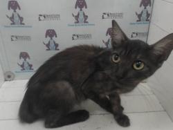 Shelter Stray Female Cat last seen , 2769 Conroy Rd, Orlando, FL 32839, USA