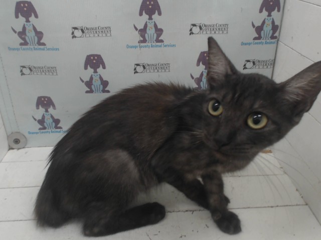 Shelter Stray Female Cat last seen , 2769 Conroy Rd, Orlando, FL 32839, USA