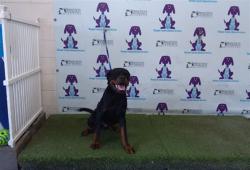 Shelter Stray Male Dog last seen , 2769 Conroy Rd, Orlando, FL 32839, USA