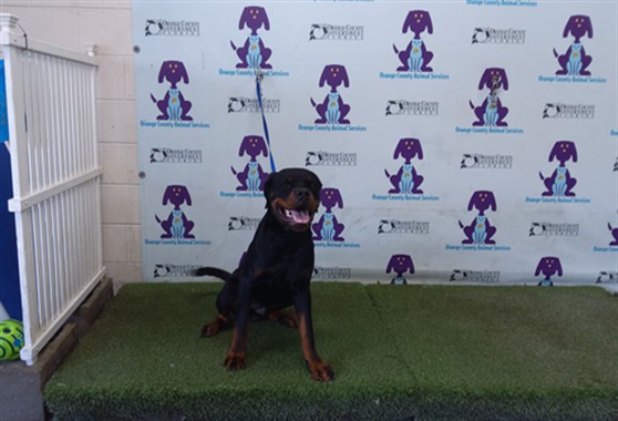 Shelter Stray Male Dog last seen , 2769 Conroy Rd, Orlando, FL 32839, USA