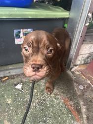 Shelter Stray Female Dog last seen QUIET LN & LEISURE LN, 19640 Dogpatch Ln, Land O' Lakes, FL 34638, USA