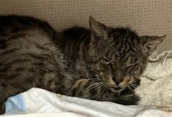 Shelter Stray Male Cat last seen Near BLK LEAL CIR, CERRITOS CA, 90703, Cerritos, CA 90703, USA