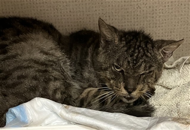 Shelter Stray Male Cat last seen Near BLK LEAL CIR, CERRITOS CA, 90703, Cerritos, CA 90703, USA