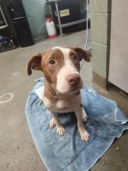 Shelter Stray Female Dog last seen Near BLOCK BROOKLYN RD, 2020 Forest St, Jacksonville, FL 32204, USA