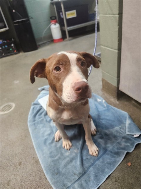 Shelter Stray Female Dog last seen Near BLOCK BROOKLYN RD, 2020 Forest St, Jacksonville, FL 32204, USA