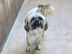 Shelter Stray Male Dog last seen , 14409 Vanowen St, Van Nuys, CA 91405, USA