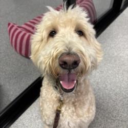 Shelter Stray Male Dog last seen , 14409 Vanowen St, Van Nuys, CA 91405, USA