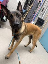 Shelter Stray Male Dog last seen Near BLOCK GEMSTONE SUNSET AVE, LAS VEGAS NV 89148, 655 N Mojave Rd, Las Vegas, NV 89101, USA