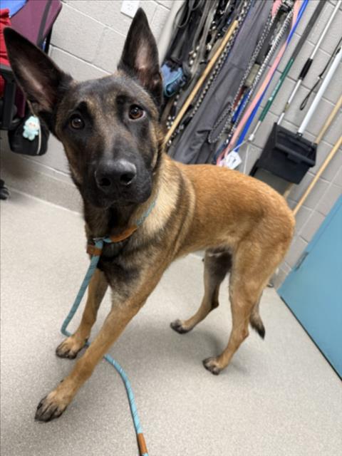 Shelter Stray Male Dog last seen Near BLOCK GEMSTONE SUNSET AVE, LAS VEGAS NV 89148, 655 N Mojave Rd, Las Vegas, NV 89101, USA