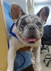 Shelter Stray Female Dog last seen US1 PINCEST, 3599 NW 79th Ave, Doral, FL 33122, USA