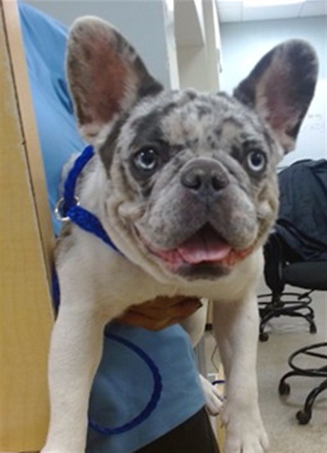 Shelter Stray Female Dog last seen US1 PINCEST, 3599 NW 79th Ave, Doral, FL 33122, USA