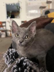 Shelter Stray Male Cat last seen Near BLOCK W PAULETTE AVE, WEST VALLEY CITY UT 84120, 4522 W 3500 S, West Valley City, UT 84120, USA