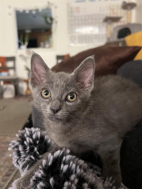 Shelter Stray Male Cat last seen Near BLOCK W PAULETTE AVE, WEST VALLEY CITY UT 84120, 4522 W 3500 S, West Valley City, UT 84120, USA