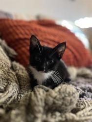 Shelter Stray Female Cat last seen Near BLOCK W PAULETTE AVE, WEST VALLEY CITY UT 84120, 4522 W 3500 S, West Valley City, UT 84120, USA
