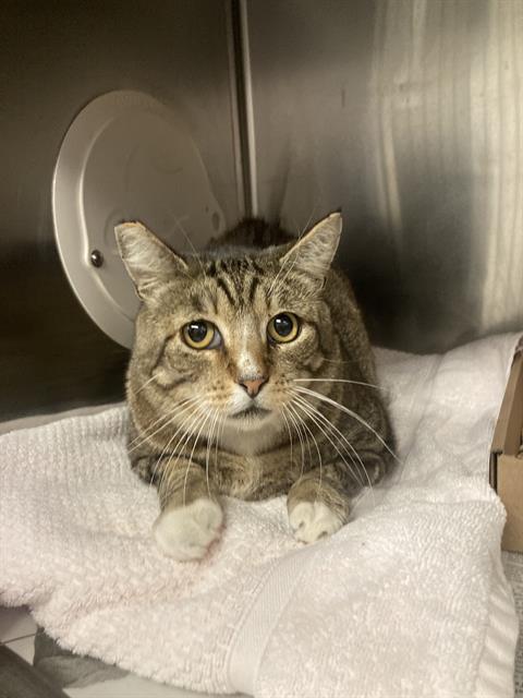 Shelter Stray Male Cat last seen Near BLK CERRITOS AVE, LONG BEACH CA, 90805, 7700 E Spring St, Long Beach, CA 90815, USA