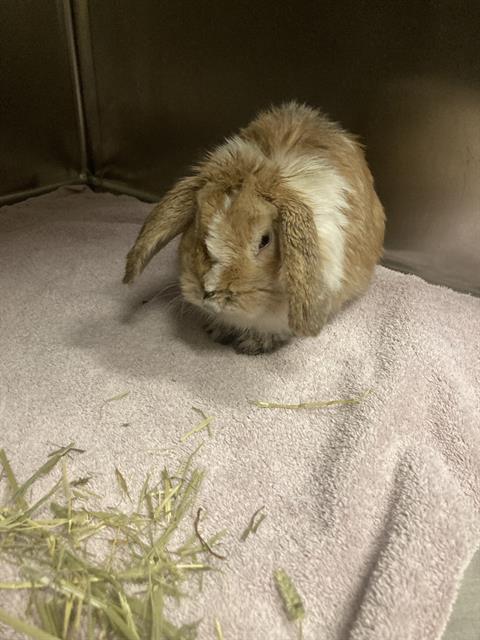 Shelter Stray Male Rabbit last seen Near BLK E. SPRING ST. LONG BEACH CA 90815, 7700 E Spring St, Long Beach, CA 90815, USA
