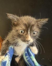 Shelter Stray Male Cat last seen Near BLOCK W PAULETTE AVE, 4522 W 3500 S, West Valley City, UT 84120, USA