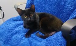 Shelter Stray Male Cat last seen CHARLOTTE, 8315 Byrum Dr, Charlotte, NC 28217, USA