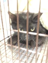 Shelter Stray Female Cat last seen Near BLOCK MEMPHIS, 12155 Park Blvd, Brighton, CO 80601, USA