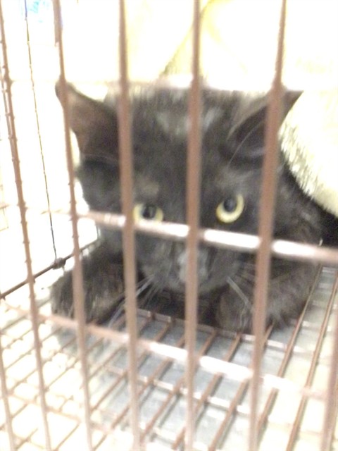 Shelter Stray Female Cat last seen Near BLOCK MEMPHIS, 12155 Park Blvd, Brighton, CO 80601, USA