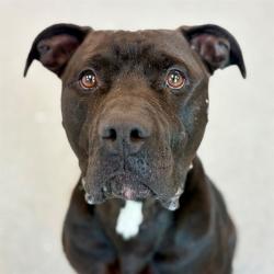 Shelter Stray Male Dog last seen Near, 2600 S Harding St, Indianapolis, IN 46221, USA