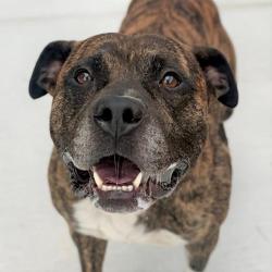 Shelter Stray Male Dog last seen Near, 2600 S Harding St, Indianapolis, IN 46221, USA