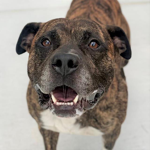 Shelter Stray Male Dog last seen Near, 2600 S Harding St, Indianapolis, IN 46221, USA