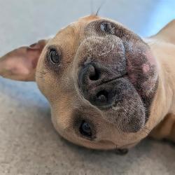 Shelter Stray Male Dog last seen Near, 2600 S Harding St, Indianapolis, IN 46221, USA