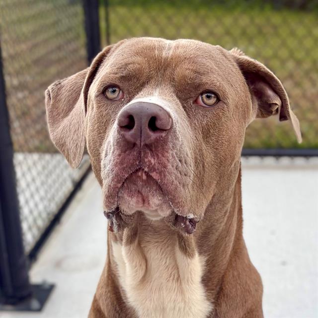 Shelter Stray Male Dog last seen Near, 2600 S Harding St, Indianapolis, IN 46221, USA