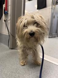 Shelter Stray Male Dog last seen Near, 2600 S Harding St, Indianapolis, IN 46221, USA