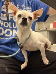 Shelter Stray Male Dog last seen Near, 2600 S Harding St, Indianapolis, IN 46221, USA