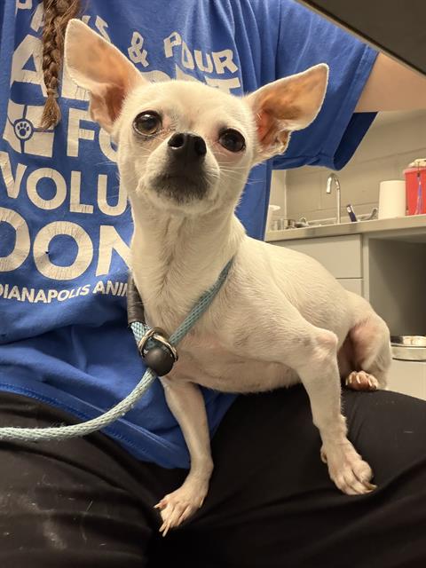 Shelter Stray Male Dog last seen Near, 2600 S Harding St, Indianapolis, IN 46221, USA