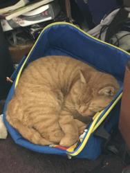 Lost Male Cat last seen Near, Corning, NY 14830