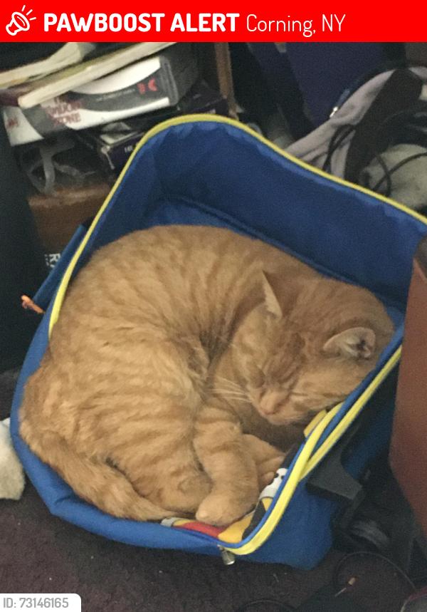 Lost Male Cat last seen Near, Corning, NY 14830