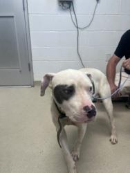 Shelter Stray Female Dog last seen BURLINGTON AC, 221 Stone Quarry Rd, Burlington, NC 27217, USA