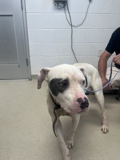 Shelter Stray Female Dog last seen BURLINGTON AC, 221 Stone Quarry Rd, Burlington, NC 27217, USA
