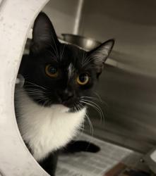 Shelter Stray Female Cat last seen , West Valley Animal Shelter, 20655 Plummer St, Chatsworth, CA 91311, USA