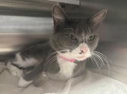Shelter Stray Female Cat last seen , West Valley Animal Shelter, 20655 Plummer St, Chatsworth, CA 91311, USA