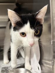 Shelter Stray Female Cat last seen , West Valley Animal Shelter, 20655 Plummer St, Chatsworth, CA 91311, USA