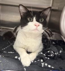 Shelter Stray Male Cat last seen , West Valley Animal Shelter, 20655 Plummer St, Chatsworth, CA 91311, USA
