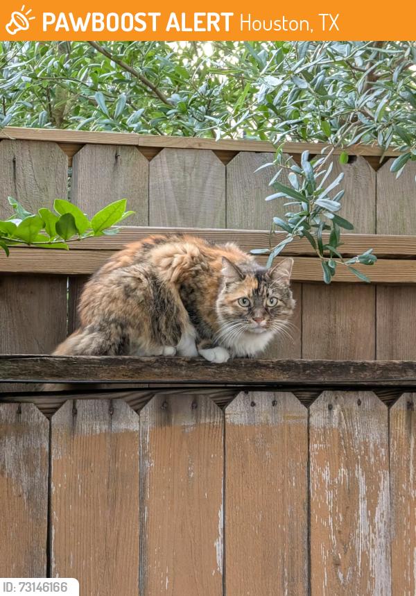 Found/Stray Unknown Cat last seen Wichman and Center, Houston, TX 77007
