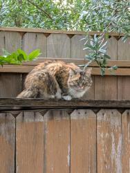 Found/Stray Unknown Cat last seen Wichman and Center, Houston, TX 77007