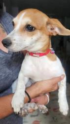 Shelter Stray Female Dog last seen Near BLOCK S ZARZAMORA, 4710 TX-151, San Antonio, TX 78227, USA