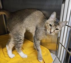 Shelter Stray Female Cat last seen , 3201 Lacy St, Los Angeles, CA 90031, USA
